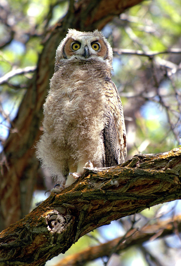 Great Horned Owl Fledgling Photograph By Michelle Halsey