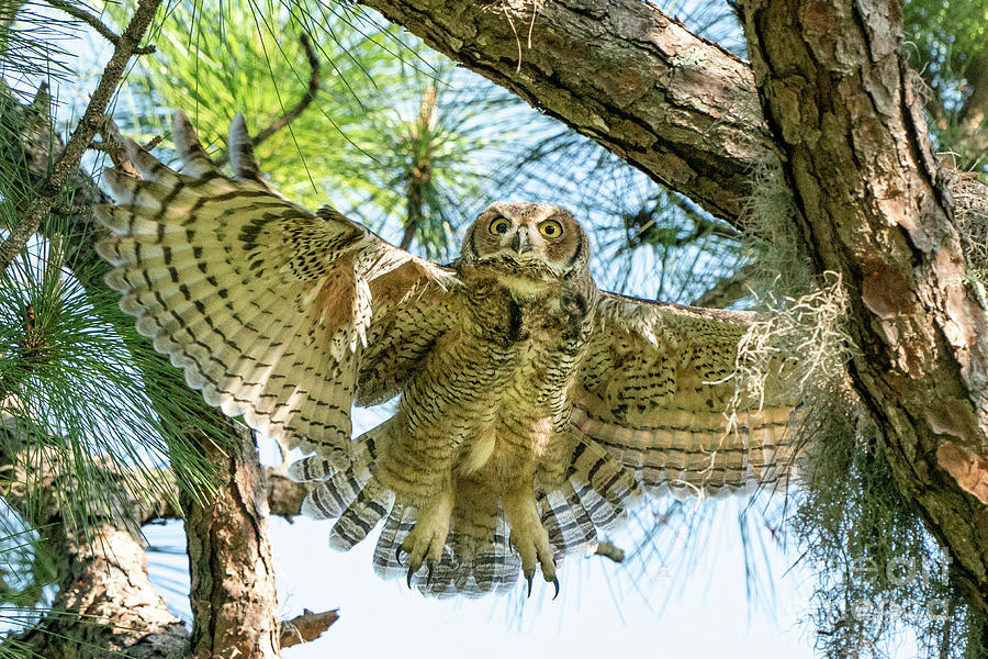 Great Horned Owl Flight Photograph by Steve Barnum - Fine Art America