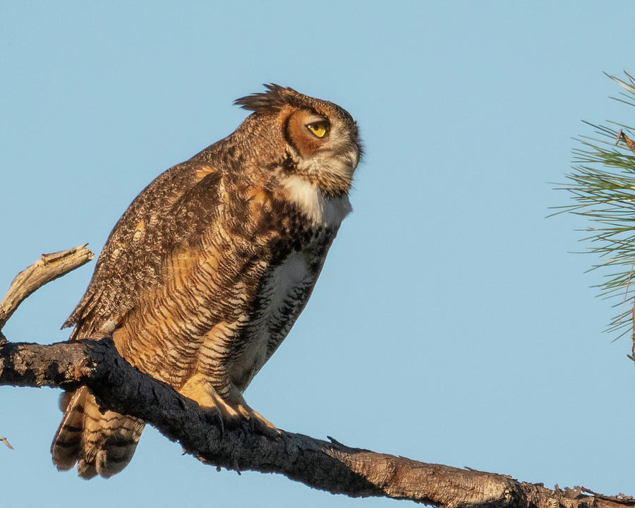 Great Horned Owl Fluffed Photograph by Bradford Martin