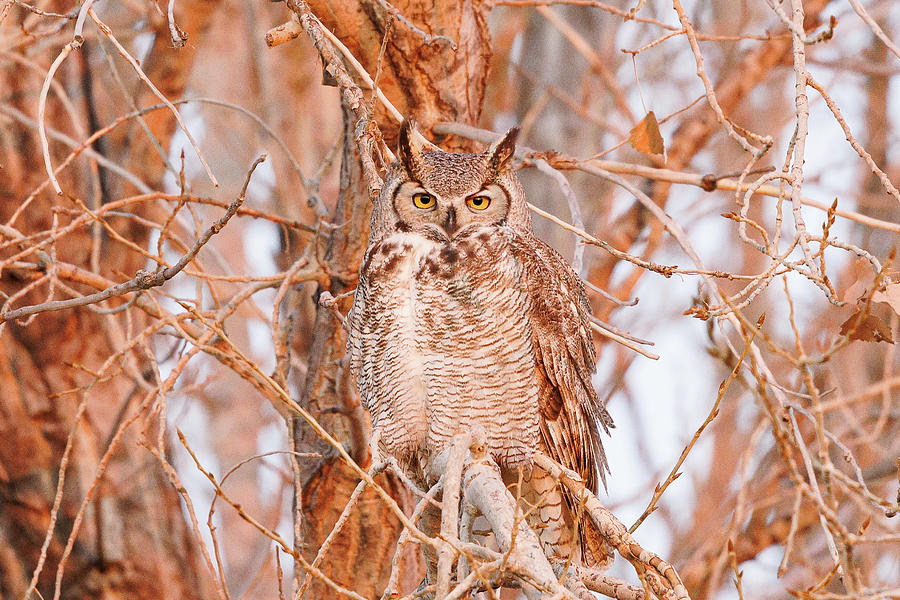Great Horned Owl Focused At Sunrise Photograph