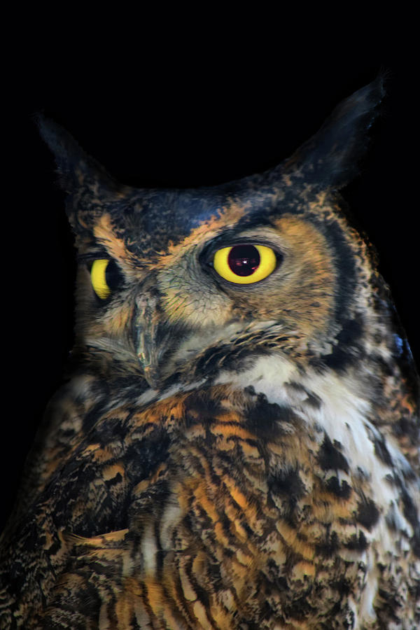 Great Horned Owl Photograph by Frank Wilson