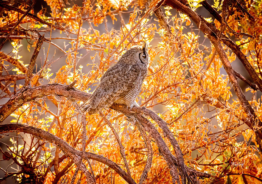 Great Horned Owl Photograph by Fred J Lord