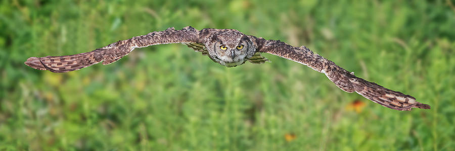 Great Horned Owl Glide Photograph by Peg Runyan
