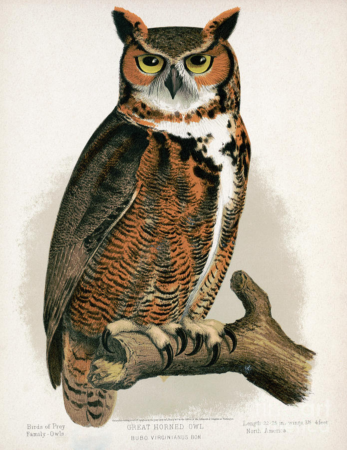 Great Horned Owl Drawing by Granger