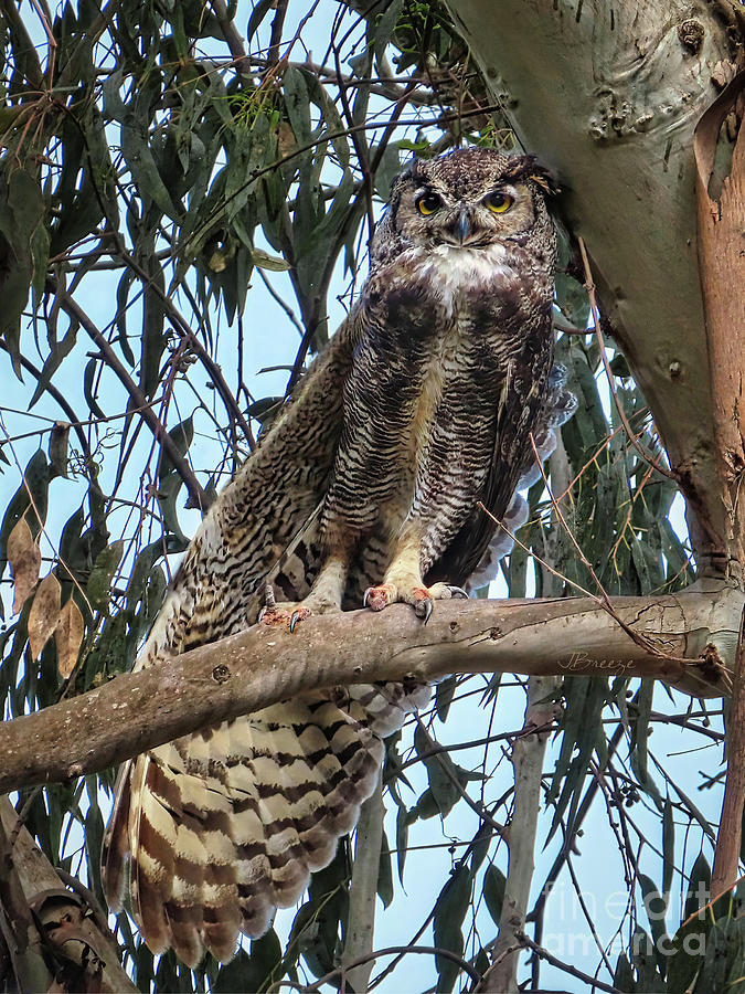 Great Horned Owl-HB Photograph by Jennie Breeze