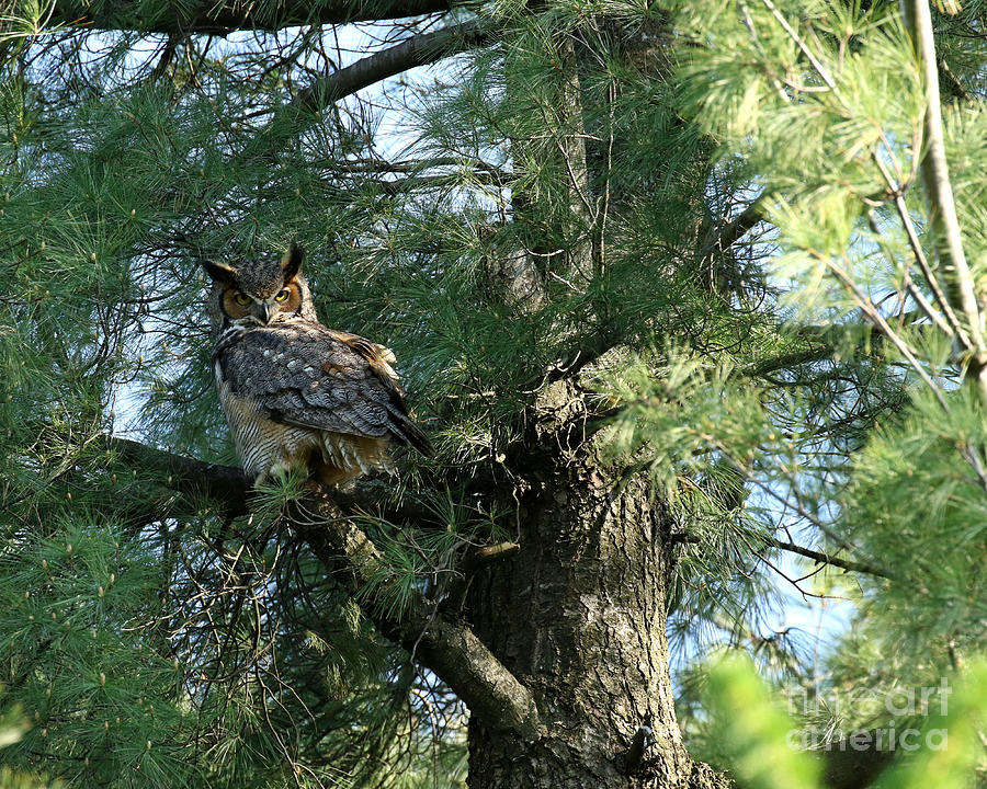 Great Horned Owl Photograph by Heather King