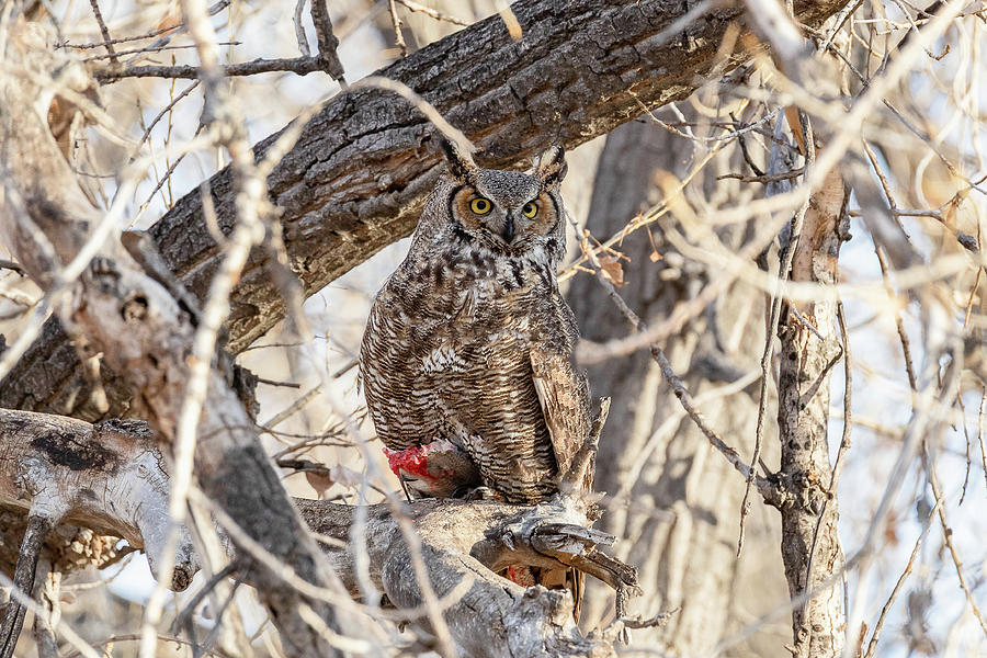 Great Horned Owl Holds Onto a Fishy Meal Photograph by Tony Hake