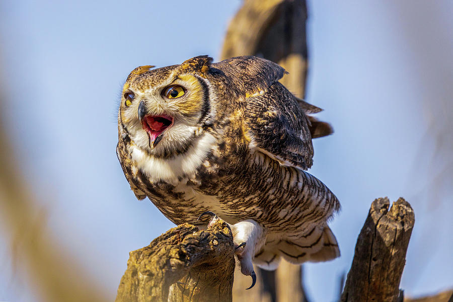 Saguaro National Park Photograph - Great Horned Owl Hoot by Stephanie McDowell