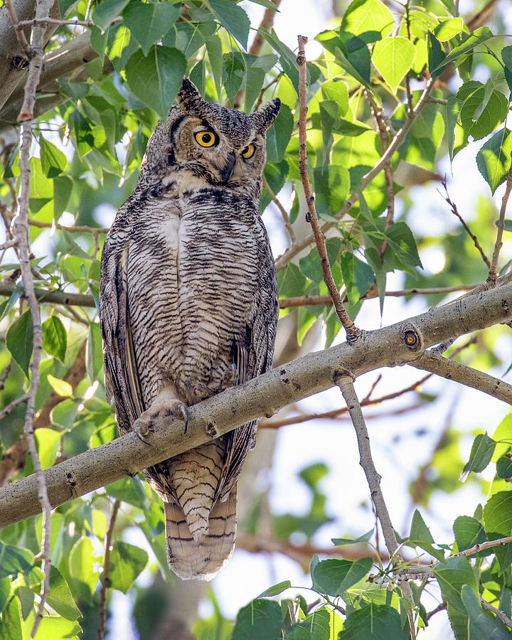 Great Horned Owl Hunting Photograph by Dawn Key