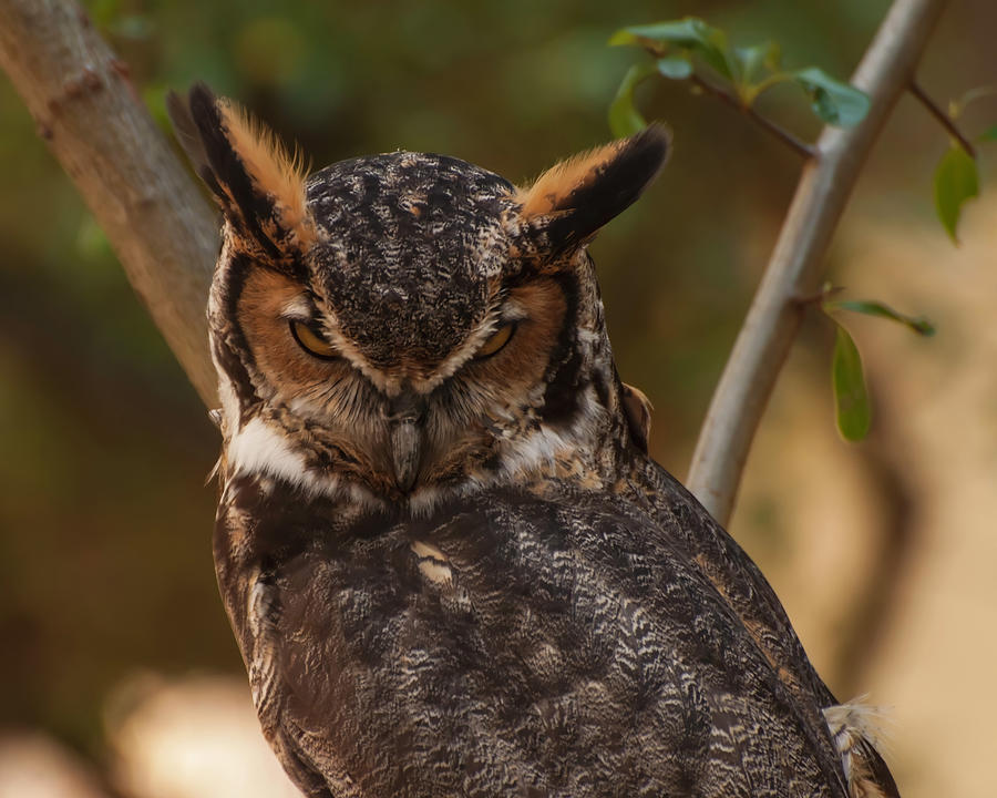 Owl Photograph - Great horned owl in a tree 2 by Flees Photos