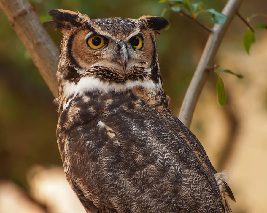 Owl Photograph - Great horned owl in a tree 3 by Flees Photos
