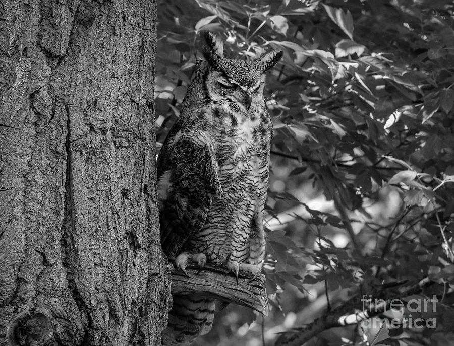 Great Horned Owl in black and White Photograph by Dlamb Photography