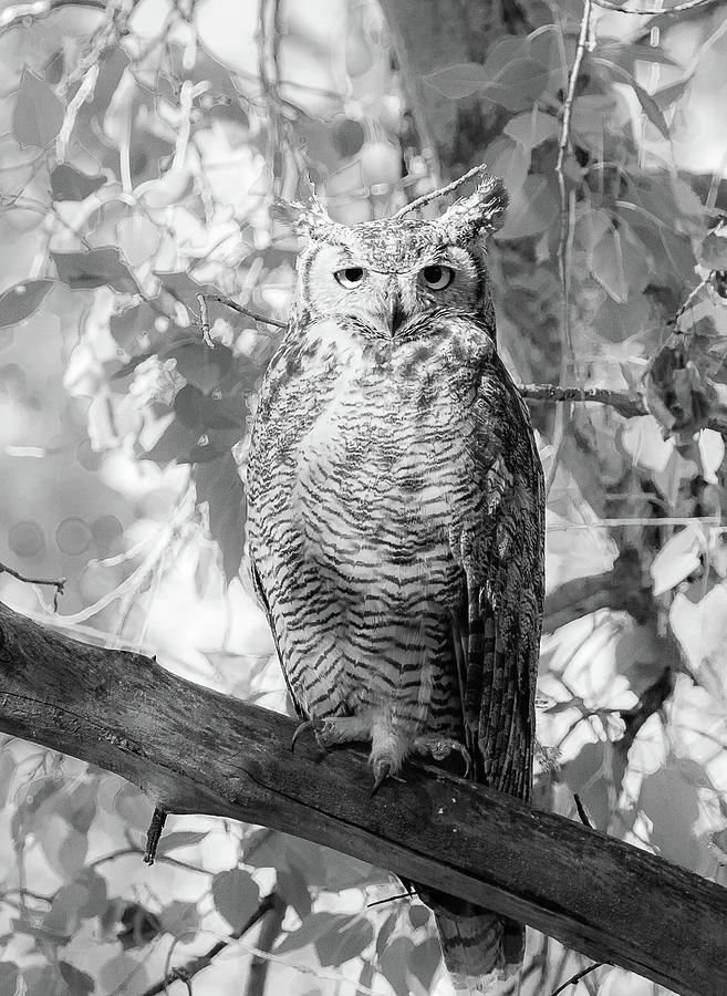 Great Horned Owl in Black and White Photograph by Vicki Stansbury