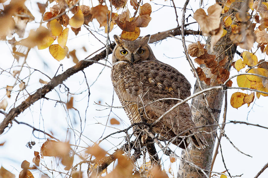 Great Horned Owl in Fall Foliage Photograph by Tony Hake - Fine Art America