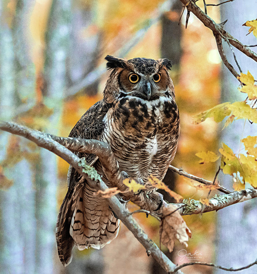 Great Horned Owl in Fall Photograph by Jaki Miller