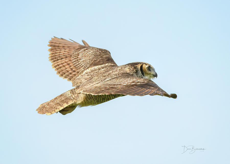 Great Horned Owl In Flight #0247 Photograph