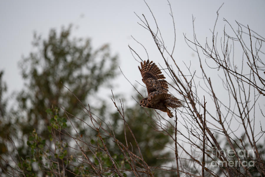 Great Horned Owl in Flight Photograph by Amazing Action Photo Video