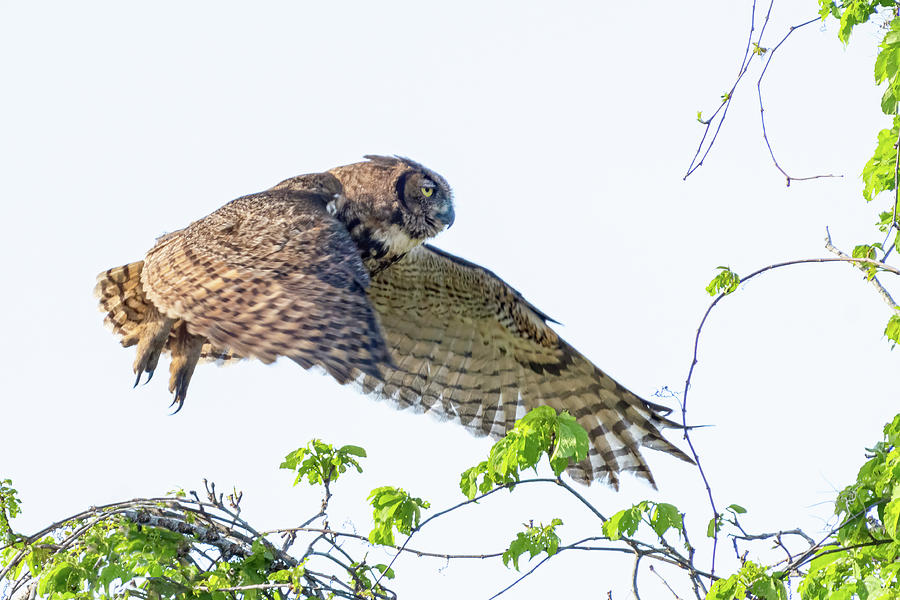 Great Horned Owl in Flight Photograph by Jim Miller