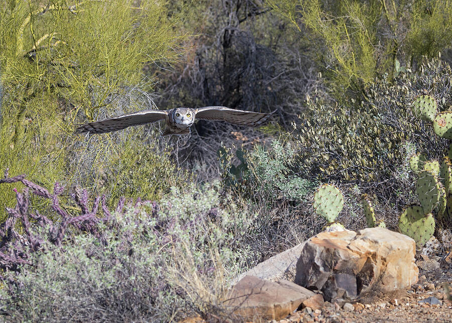 Tucson Photograph - Great Horned Owl in Flight by Rosemary Woods Images