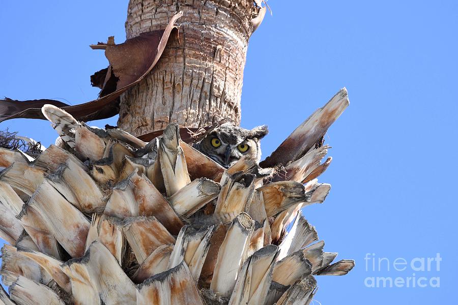 Great Horned Owl in Palm Tree Digital Art by Tammy Keyes