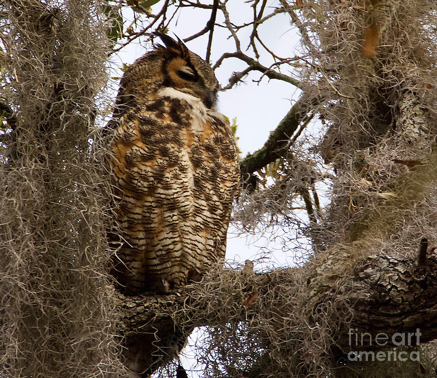 Great Horned Owl in Philippe Park, Safety Harbor,Florida Photograph by L Bosco