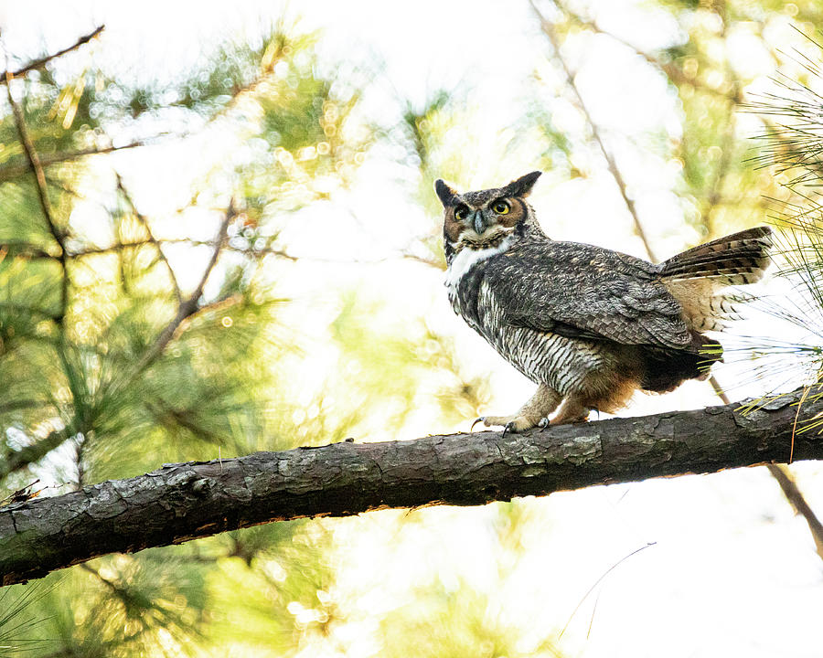 Great Horned Owl in the Croatan National Forest Photograph by Bob Decker