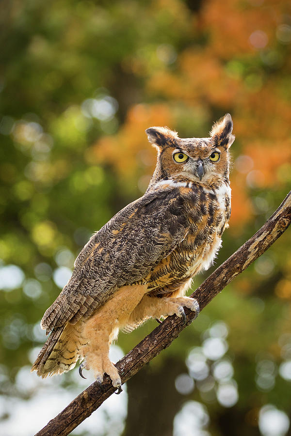 Great Horned Owl in the Fall Photograph by Lorraine Matti - Pixels