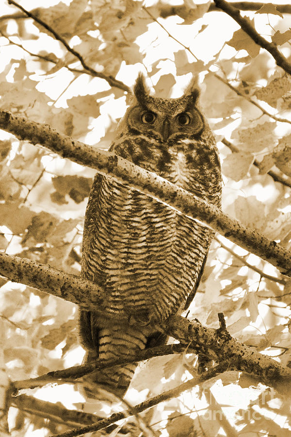 Great Horned Owl in Tree - Sepia Photograph by Carol Groenen