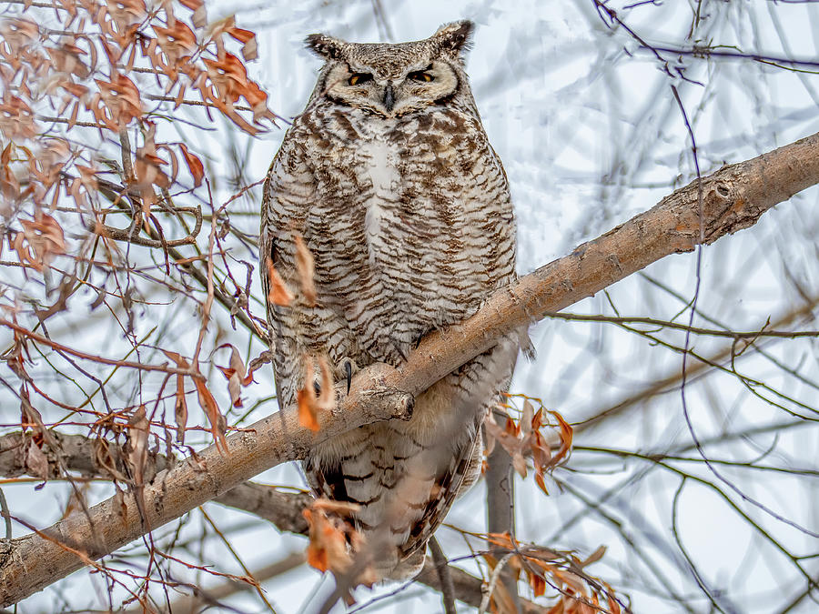 Great Horned Owl in Winter Photograph by Marcy Wielfaert