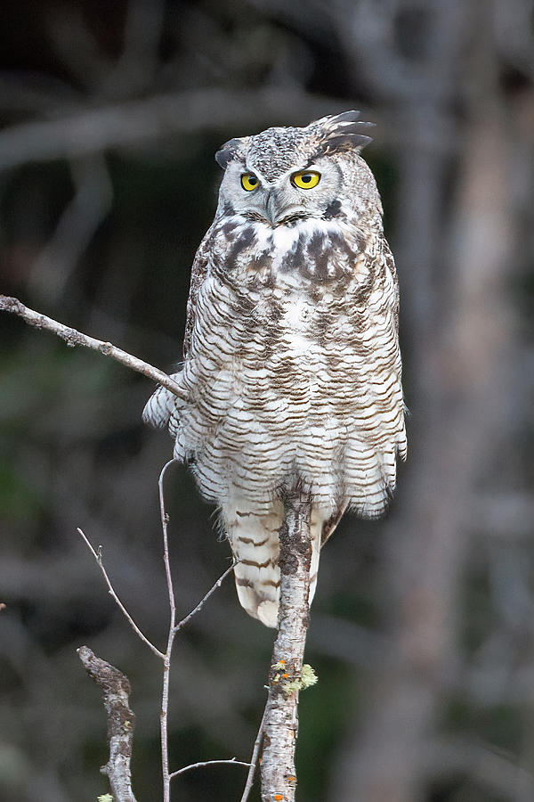 Great Horned Owl Photograph by Jack Bell