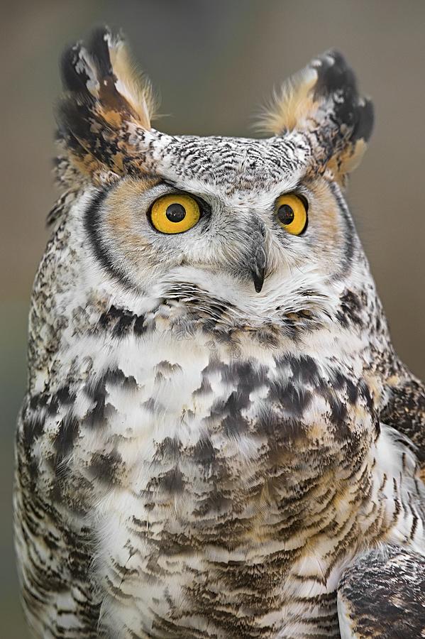 Owl Photograph - Great Horned Owl by Jim Hughes