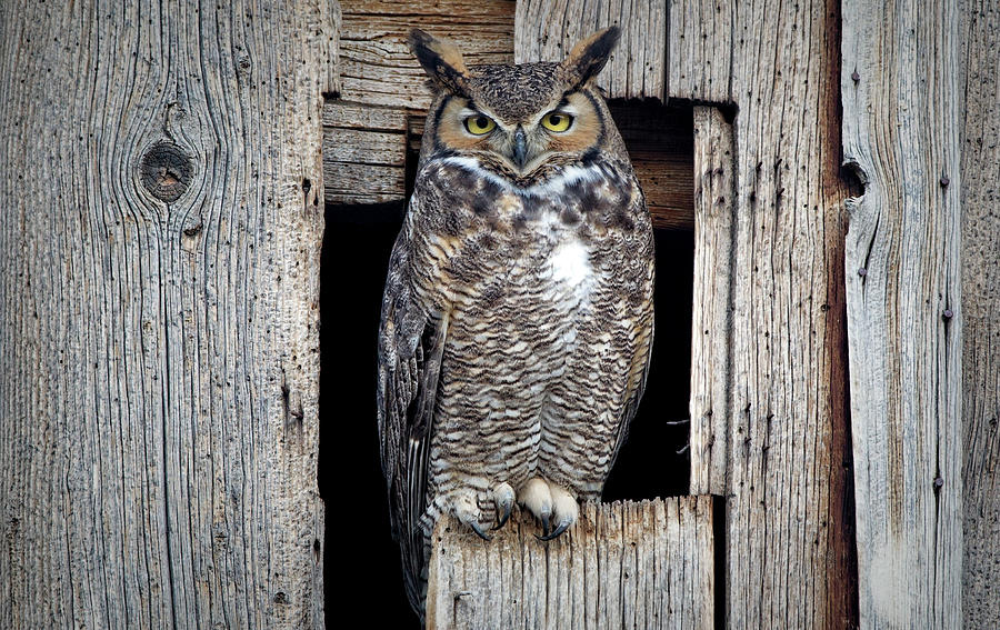 Great Horned Owl Photograph by John T Humphrey