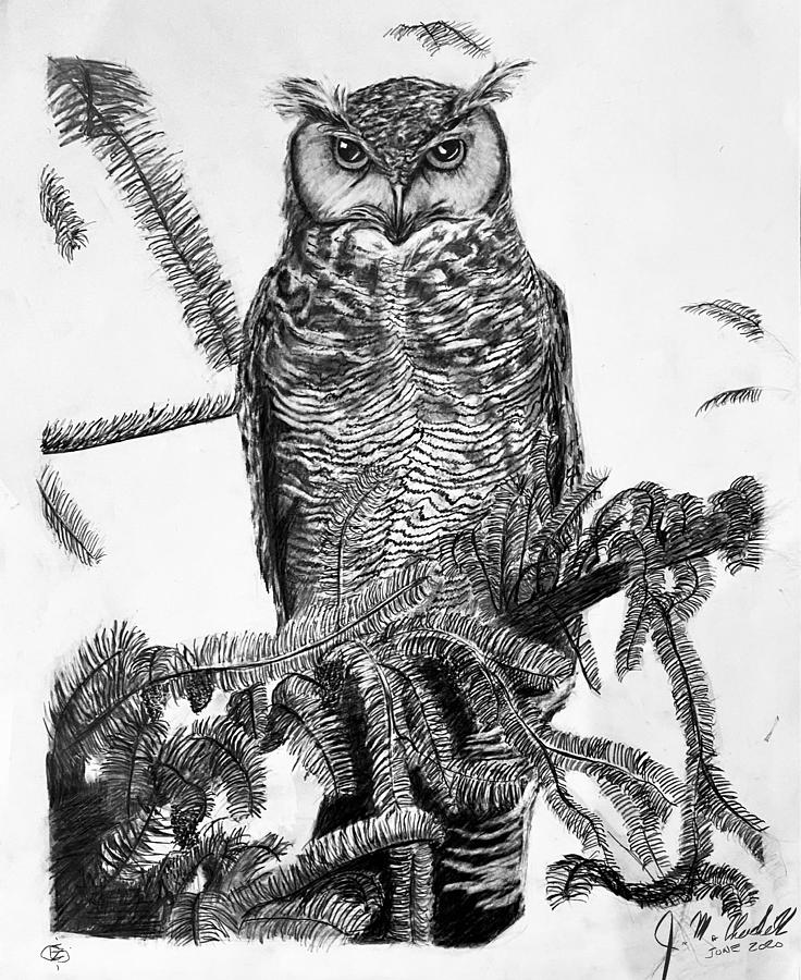 Great Horned Owl Jr Drawing by Jason Churchill Fine Art America