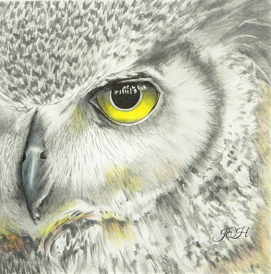 Great Horned Owl Drawing by Judy Imeson