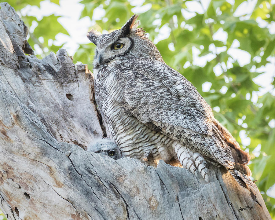 Owl Photograph - Great Horned Owl At Nest by Jurgen Lorenzen