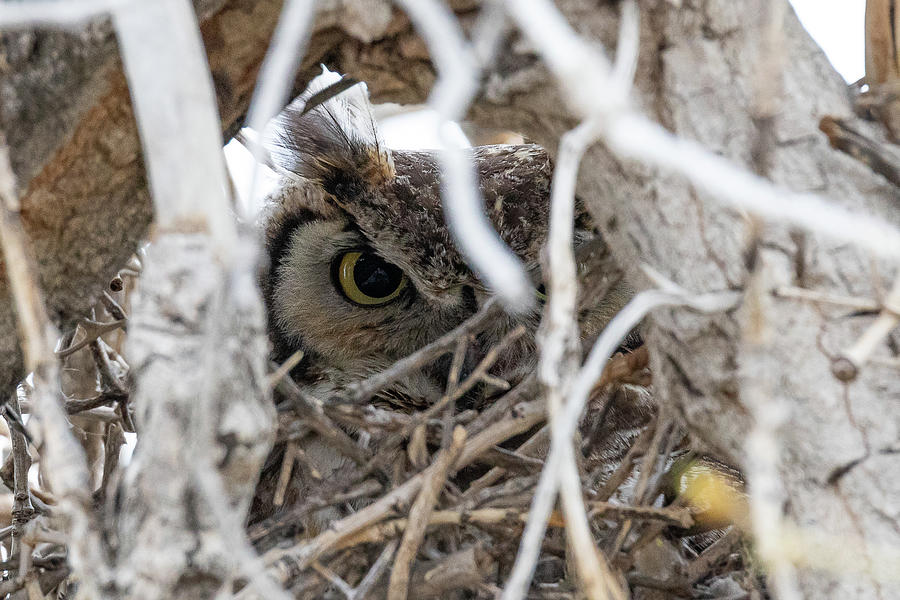 Great Horned Owl Keeping Hidden Photograph by Tony Hake