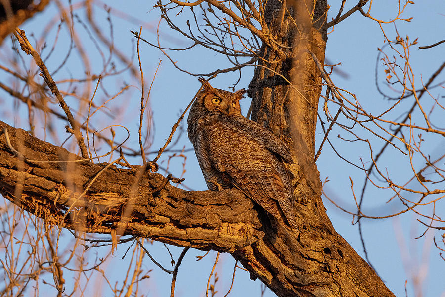 Great Horned Owl Looks to the Morning Sun Photograph by Tony Hake