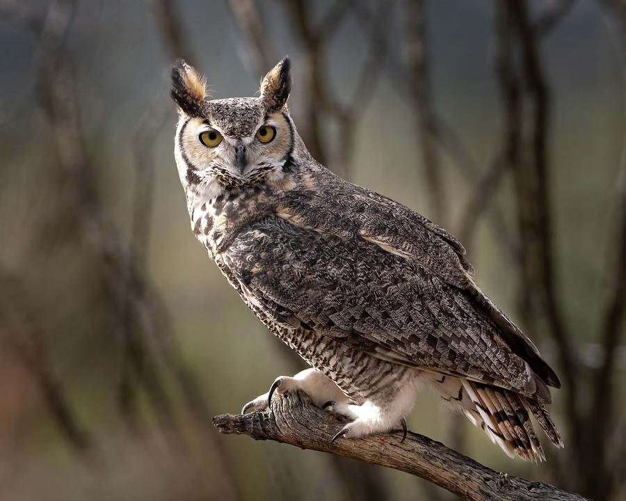 Great Horned Owl Photograph by Mary Hone