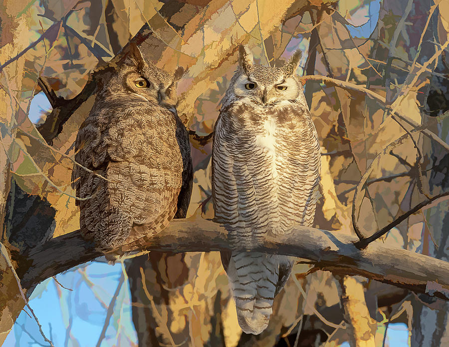 Great Horned Owl Mating Pair Photograph by Vicki Stansbury