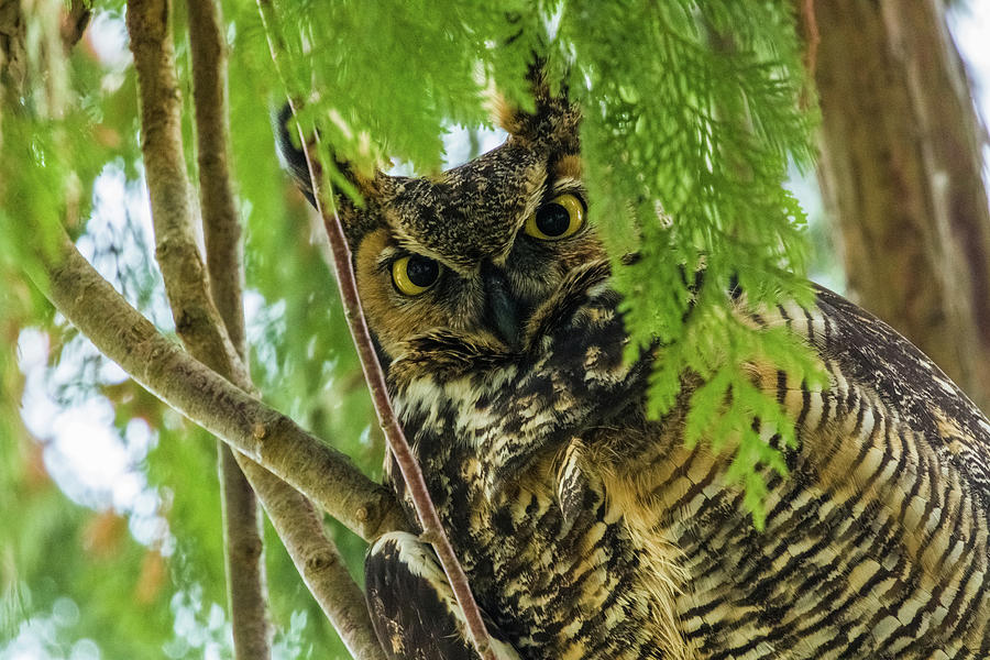 Great Horned Owl Photograph by Michelle Pennell