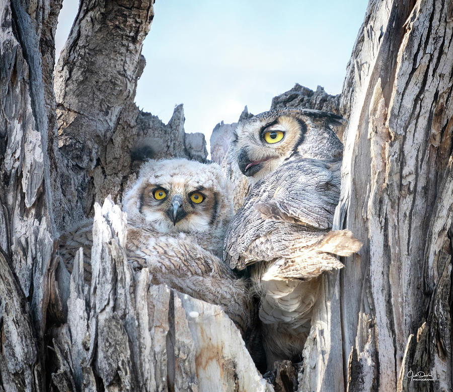 Great Horned Owl Mom and Baby Photograph by Judi Dressler