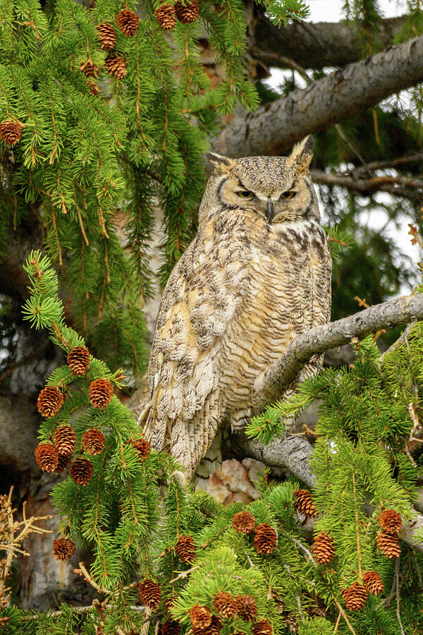 Great Horned Owl Mom Photograph by Julie Barrick - Fine Art America