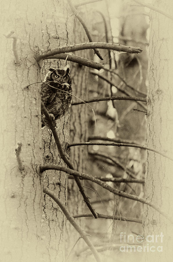 Great-Horned Owl Monochrome Photograph by Bob Christopher