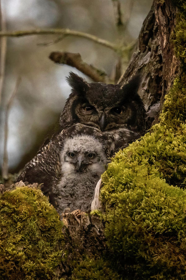 Great Horned Owl Mother and Baby Photograph by Wes and Dotty Weber