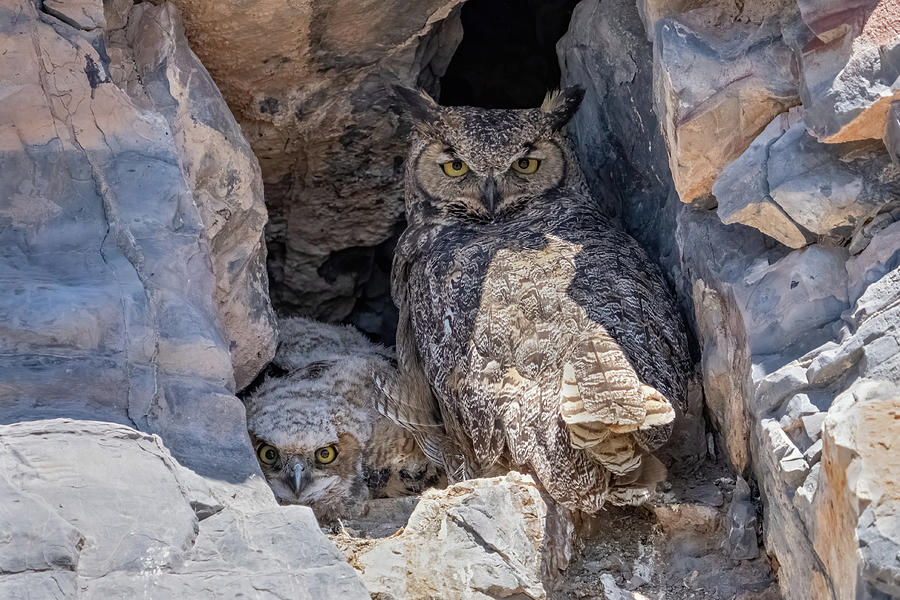 Great Horned Owl Nest Photograph by Wesley Aston