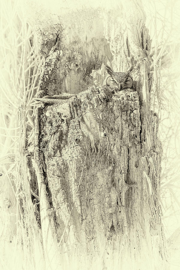 Great Horned Owl Nesting Photograph by Vicki Stansbury