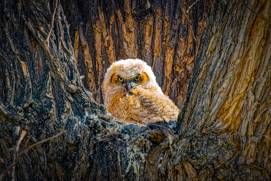 Great-horned Owl Nestling Photograph By Fred J Lord - Fine Art America