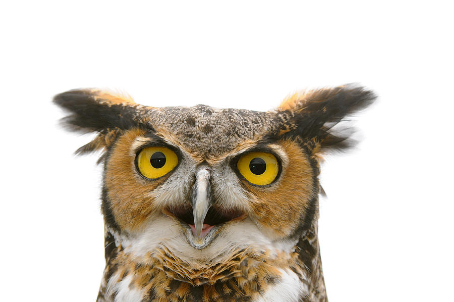 Great Horned Owl Photograph by Nikographer [Jon]