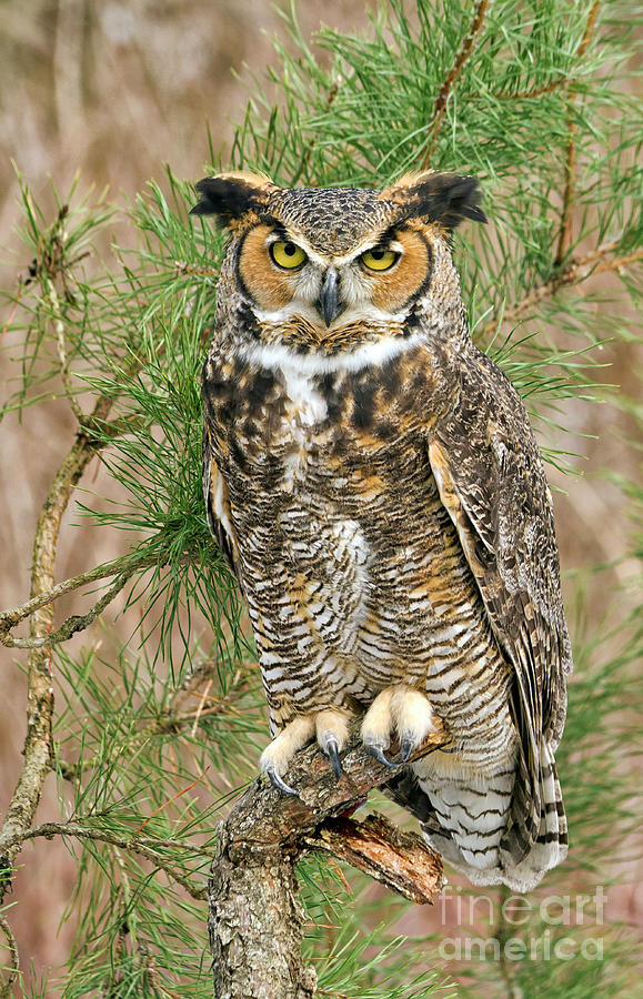 Great Horned Owl Ohio Photograph by Teresa Jack