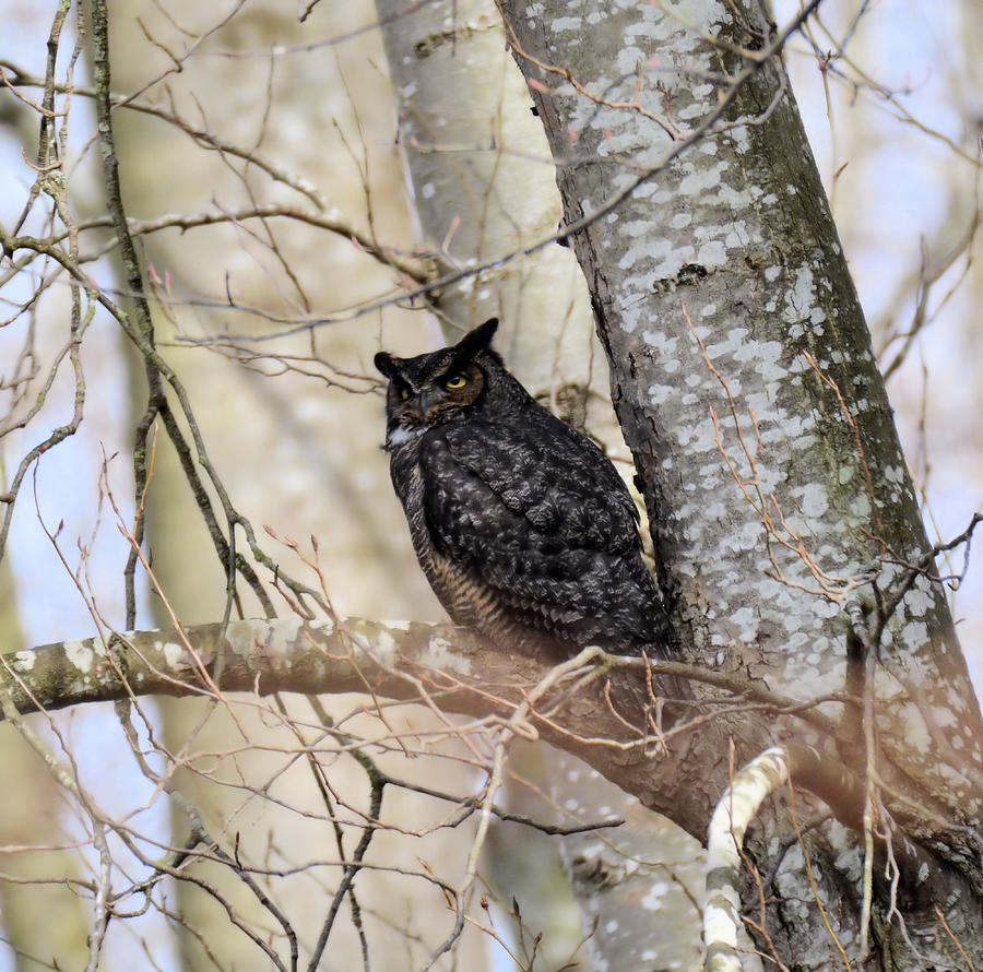 Great Horned Owl On A Branch Photograph